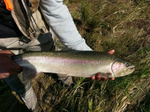 Nate steelhead Ringold 101615_2